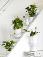 Planta Natural de Interior- Anthurium Blanco- Anturio Blanco - Flor De Flamenco- Flor Blanca- regalo de plantas - Plantas Naturales jardin - Plantas Anthurium decorativo de interior para regalo - obsequio - - details 1