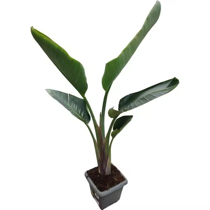 AzJardin- Strelitzia augusta. Planta natural viva. Ave del paraíso. Altura entre 140-160cm aprox. Planta Tropical de exterior e interior. - 1