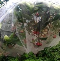 Red De Protección Para Plantas Del Jardín Malla De 60 Agujeros Para Control De Plagas Y Prevención De Pájaros Ideal Para Verduras Flores Y Frutas - details 16