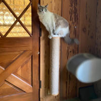 1Pc Poste De Rasguñar Para Gatos Pared Muebles Para Mascotas De Madera Con Cordón De Sisal Scratcher Para Gatos Grandes Columnas Gruesas Para Gatitos - details 5