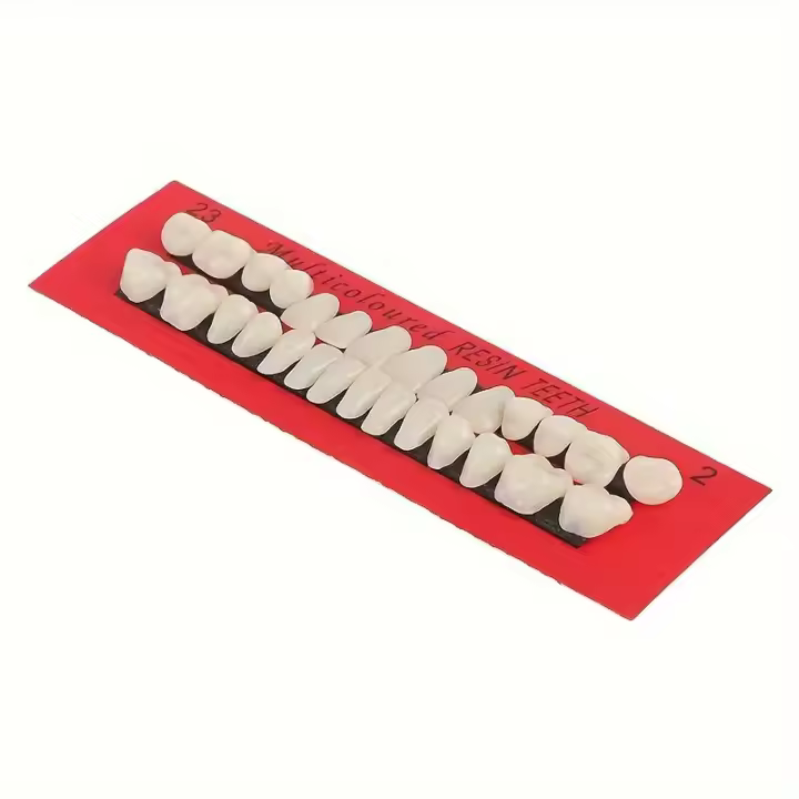 Modelo De Dientes Permanentes Para Entrenamiento Dental 28pcs Propiedades De Resina Para Profesionales De La Odontología Y Estudiantes - 1