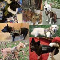 Harnés Táctico Para Perros De Tamaño Pequeño Mediano Grande Con Correa Y Collar De Entrenamiento Militar Para Caminar Y Caza - details 9
