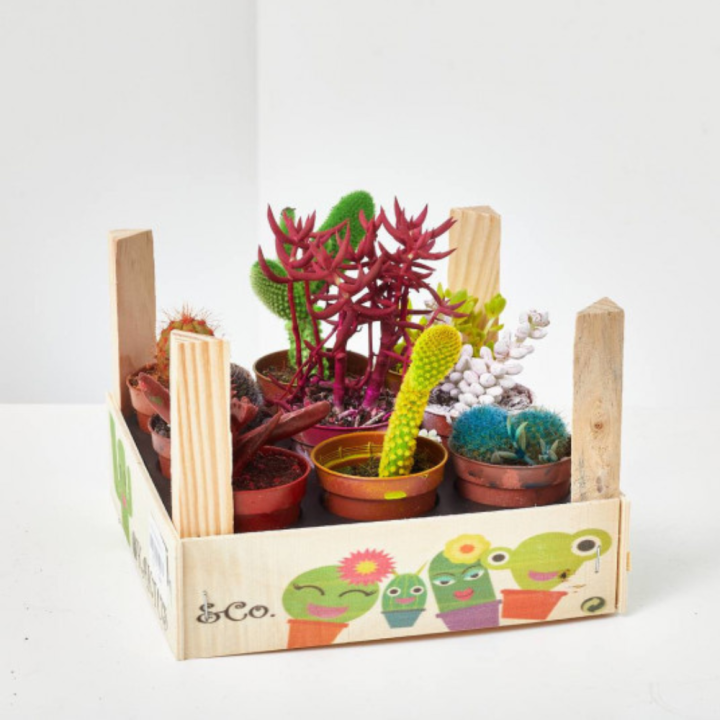 Verdecora - Cactus de Interior Suculentos Resistentes y Adaptables