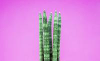 Planta natural Sansevieria cylindrica. Elegir modelo. Segura Garden. La Sansevieria es ideal para el hogar: purifica el aire, requiere poco mantenimiento, y su estética moderna añade frescura y estilo a cualquier espacio. - details 0