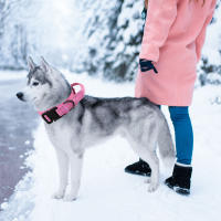 Collar Táctico Reflectante Ajustable Para Perros De Nylon Con Manija Y Desbloqueo Rápido Collar Militar Para Entrenamiento - details 8