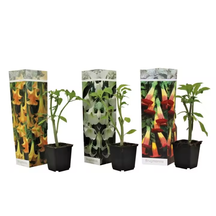 Trompetas del ángel-3 PCs. -Brugmansia-Altura 25-40cm-9cm - 1