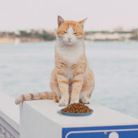 Juego De 4 Tazas De Alimentos Para Gatos Con Diseño De Gato Anti-Fatiga Platos Planos Para Acuarela Y Alimentos Dish Para Mascotas Interiores Material PP Resistente - details 1