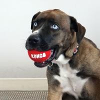 KONG SIGNATURE SPORT 3-PK PELOTAS DE TENIS PARA PERROS XS - details 3