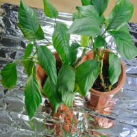 Fondo De Película De Mylar Para Jardín 1-6PCS Reflectante Alto Accesorios Para Cultivo De Plantas En Interior Cubierta Especial Para Invernadero - details 9