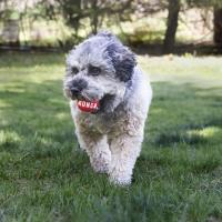 KONG SIGNATURE BALL 2-PK PELOTAS PARA PERROS  M - details 2