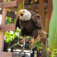 Dispositivo De Repelente De Pájaros Colgante Con Águilas Falsas Decoración De Jardín Y Protección Contra Pájaros Material Plástico - details 9