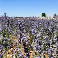 Mariem 19 53 Fragancia de la Alcarria Rodillo RollOn Contiene Aceiete Esencial de Lavanda Puro Alternativa Natural Para Mejorar el Descanso Ayuda a Liberar la Tensión y el Estrés 15 ML Proveniente Directamente de los Agricultores Origen Guadalajara España - details 4