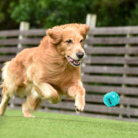 Juguetes Para Masticar Para Perros Juguetes Interactivos De Limpieza Dental Anti Mordedura Con Bolas De Alimentos Que Se Dejan Escapar Juguete Lento Para Mascotas COOLPLAY - details 1