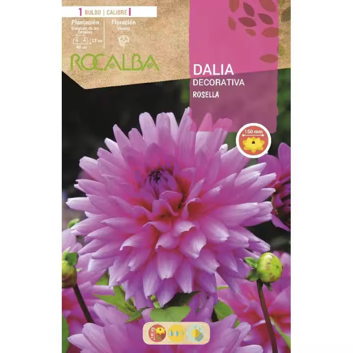 Rocalba Bulbo Dalia Decorativa Rosella I - Época de Siembra y Floración - Plantación y Exposición - Altura y Calibre - Riego - 1