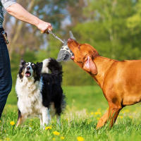 Juguetes Para Morder De Perro En Forma De Tiburón Con Correa Juguetes Interactivos Para Limpieza De Dientes Y Entrenamiento Resistentes Al Morder Suplemento Para Mascotas - details 2