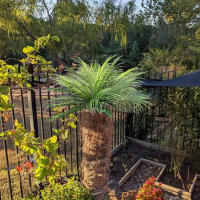Planta Artificial De Palmera Tropical Con 9 Hojas Verde 20.47 Pulgadas Para Decoración De Jardín Oficina Casa Y Festivales - details 5