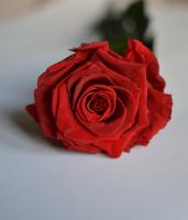 Rosa Eterna Verdecora 30cm | Planta Duradera Sin Mantenimiento | Decoración Natural - Rojo - details 2