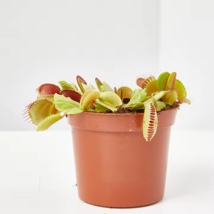 Verdecora DIONAEA MUSCIPULA PLANTA CARNIVORA - 1