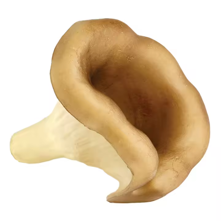NISCALO - 1