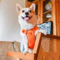 Harnés De Malla De Nylon Para Perros Medianos Y Grandes Transpirable Con Reflejos Correa De Pecho Para Perros Franceses Bulldog - details 16