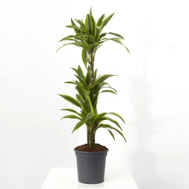 Verdecora Dracena Lemon Lime - Planta de Interior Decorativa - 1