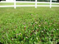 LIPPIA NODIFLORA X 30 UNIDADES Plantas y Jardinería- Tolerante a la sequía- Cesped Apto para mascotas,  Lippia Nodiflora Resistente altas temperaturas y bajas temperaturas -  Apto tapizar caminos y senderos del jardín- Reemplazo del cesped tradicional - details 2