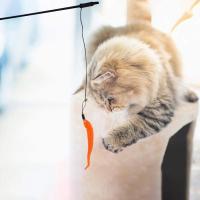 Recambios Para Juguete Interactivo De Gato Varita De Gato Refil De Pluma Accesorios Para Varita De Juguete De Gato - details 5