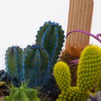 Verdecora - Cactus de Interior Suculentos Resistentes y Adaptables - details 2