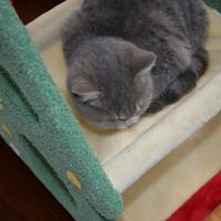 Cature, Cama para Gatos, Torre Rascador para Gatos, 2 Niveles, Estructura Triangular Verde y Rojo, 52 x 48 x 40 cm - details 4