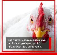 FINCA CASAREJO Pack Huevos Falsos de gallina - Huevos macizos en Color Blanco - details 1
