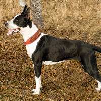 Collar De Cuero Genuino Para Perros Grandes Con Espinas Y Estrellas Fuerte Ajustable Para Pitbull Bulldog Boxer Resistente Todas Las Estaciones Tamaños L/XL Colores Rojo/Marrón/Negro - details 10