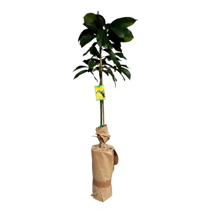 Planta natural de Aguacate. Planta injertada para dar deliciosos frutos. Altura de planta 90 - 100 cm - 1