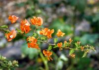 Planta natural Bouganvillea Buganvilla. Elegir color de flor. Segura Garden. La bougainvillea añade belleza vibrante al jardín con sus llamativas flores y requiere poco mantenimiento, siendo resistente y adaptándose a diversos climas. - details 2