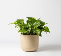 POTHUS PLANTA COLGANTE DE INTERIOR / PLANTA DE HOGAR / POTUS / POTHOS / PLANTAS COLGANTES / PLANTAS TREPADORAS - details 0