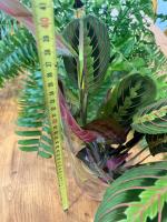 PLANTA MARANTA LEUCONERA DE INTERIOR | PLANTA DEL REZO | PLANTA DE LA ORACIÓN | | PET FRENDLY | PLANTAS POCA LUZ | EXTERIOR PLANTAS FACILES | PLANTAS DE POCO CUIDADO | ENVIOS A TODO EUROPA | PLANTAS DE OFICINA | MEDIA SOMBRA | TURBA | SUSTRATO | VIVERO | - details 2