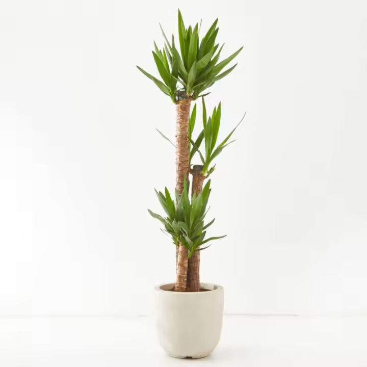Verdecora - Yucca de Interior Natural - Cubre Macetas No Incluido - Variedad de Tamaños Disponibles - 1