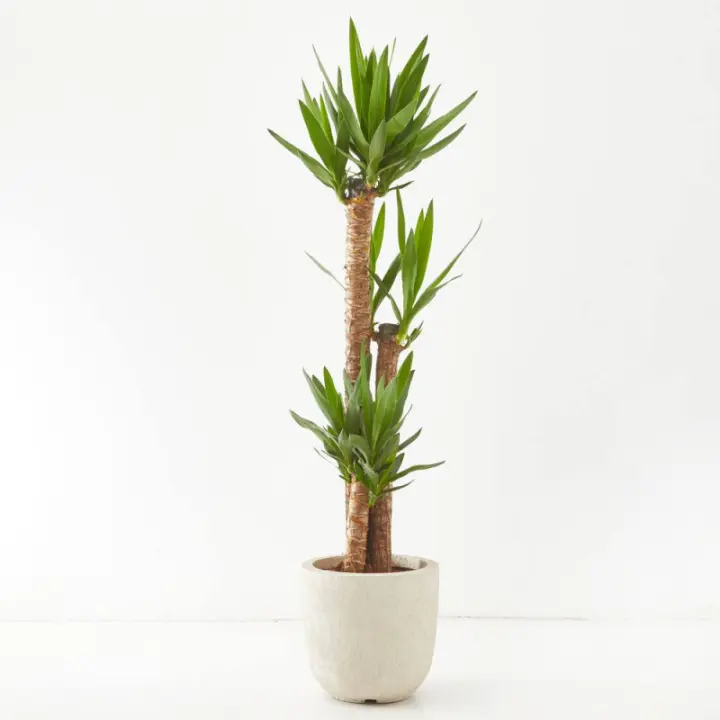 Verdecora - Yucca de Interior Natural - Cubre Macetas No Incluido - Variedad de Tamaños Disponibles - 1