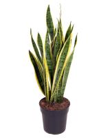 Planta natural Sansevieria Laurentii, Lengua de suegra, lengua de tigre o espada de San Jorge. Segura Garden. Mejora la calidad del aire al absorber toxinas, requiere poco mantenimiento y agrega un toque decorativo, promoviendo bienestar - details 0