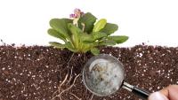 Abono MICORRIZAS para Huerto Urbano y Plantas ECOLÓGICO | Mejora las raíces de tu huerto y plantas aportando una mejor nutrición, falta de agua y crecimiento | MUY EFECTIVO | Sobre 50GR | Nexum+Market - details 1