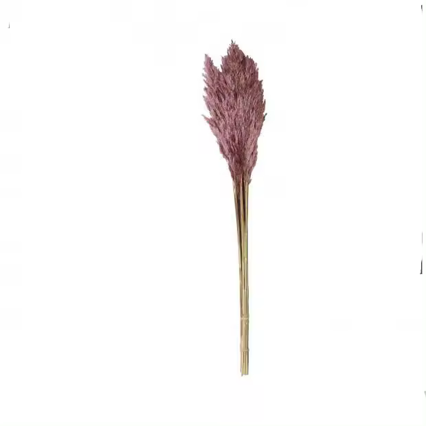 Factory Cuadros - Ramo de Pampas Lilas Natural 75cm - 1