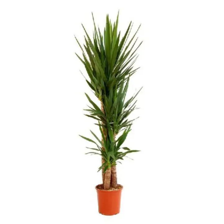 Verdecora YUCCA - 1