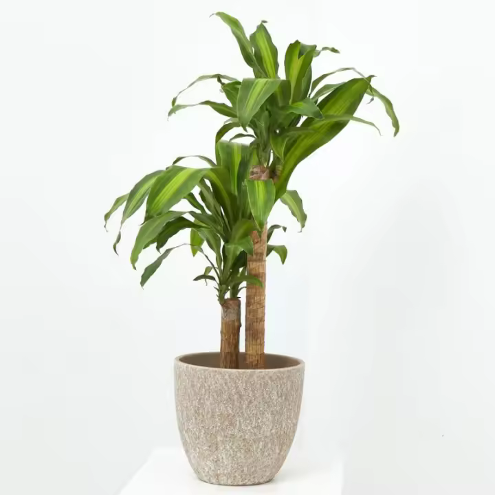 Verdecora Tronco de Brasil - Planta Natural de Interior Resistente y Purificadora de Aire - 1