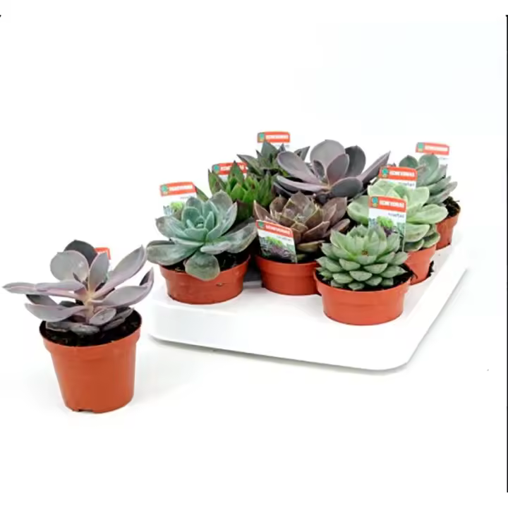 Pack de 8 Plantas Echeveria Variada. Embellecen cualquier espacio con su elegante forma de roseta, requieren mínimos cuidados, purifican el aire, son ideales para decoración sostenible y prosperan en interiores y exteriores.. Segura Garden - 1