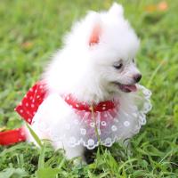 Harnés Para Perros Con Encaje Hermoso Correa Para Gatos Con Lazo Cuerda De Pecho Para Perros Accesorios Para Mascotas Rojo Lazo - details 3