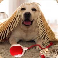 2 piezas 360 ° Smart Automat Rolling Pet Ball, movimiento irregular recargable para gatos y perros, Rojo - details 3