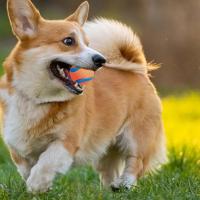 Bola De Juguete Para Perros Resistente Chicle Para Masticar Juguetes Para Saltar Accesorios Para Mascotas Adecuado Para Grandes Medianos Y Pequeños - details 3