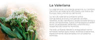 Valeriana Extracto Soria Natural - Calma la Ansiedad, el Estrés e Insomnio - Ayuda a Dormir - Frasco de Vidrio de 50ml - details 6