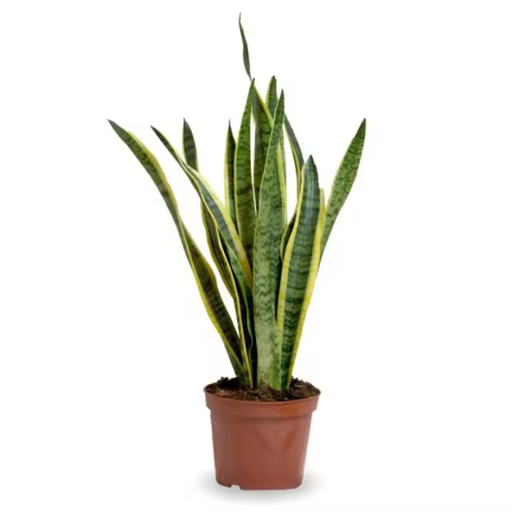 Verdecora SANSEVIERA 3L AZ - 1