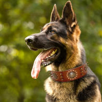 Correa Grande De Cuero Genuino Para Perros Medianos Y Grandes Con Espinas Y Aros Resistente Y Duradera Color Marrón - details 10