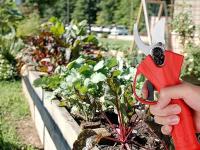 Bonplus BP Tijeras de Podar Eléctricas Inalámbricas, Cortador Eléctrico de Ramas, Tijeras de Jardín para Setos, Tijeras Eléctricas, Baterías Inalámbricas, Maletín de Transporte, Potencia 15W, Corte Progresivo - details 2